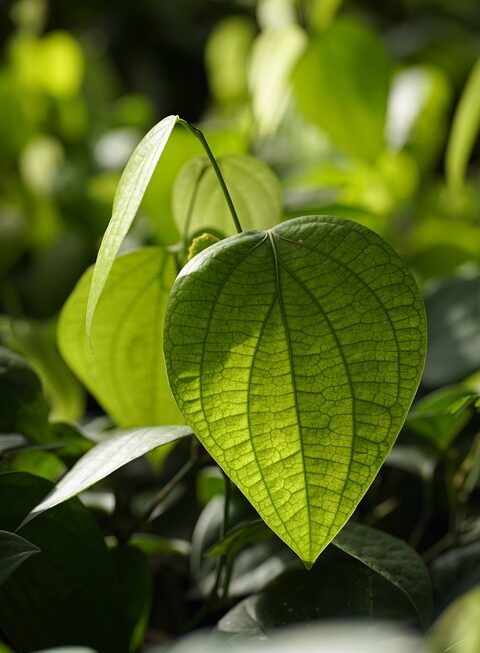 The Essential Ingredients for the Perfect Mojito